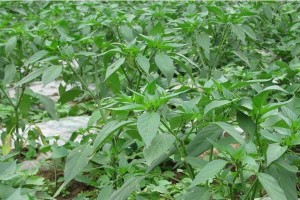 如何种植干辣椒籽（从收集到成长，一步步教你种植干辣椒）