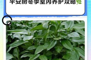 平安树开花颜色与样子解析（探寻平安树开花的神秘面纱）