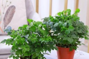 水培幸福树的养护指南（关注水质、适时换水、调节肥料——让幸福树健康成长）