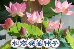 清除碗莲水中的虫害，让水质更健康（有效应对碗莲水中的虫害问题，保持清澈透明）