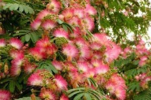 合欢花的象征意义（一朵表达爱情的花）