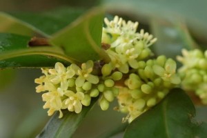 冬青科植物全面解析（探索冬青科植物的生态与特点）