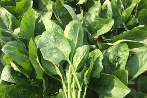菠菜催芽绝招（浸种催芽快，让你轻松种出美味菠菜）
