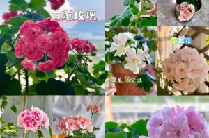 如何正确养护樱花草，让它绽放绚丽（樱花草养护指南，让你的花园春意盎然）
