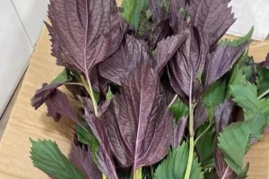 家庭风水大全（从种植紫苏开始，让幸福与健康成为家庭主题）