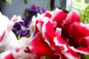 送花求复合，以代表复合的花为主题的文章（探究代表复合的花语及送花技巧）