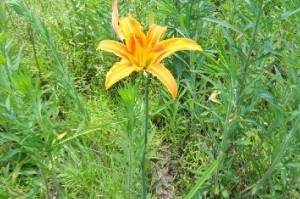 让野兰草盛开的秘诀（探索野兰草花开花的奥秘与技巧）