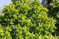 板栗树的花期与花型（探究板栗树的开花时间及花朵特征）