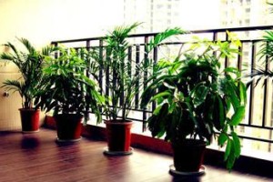 客厅阳台的风水植物选择（室内植物的功效与注意事项）