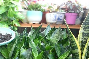 虎皮兰爆盆全攻略（如何养护虎皮兰，让其快速爆盆？）