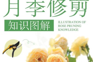 玩转修剪玫瑰花（如何打理美丽的玫瑰花园）
