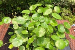 水中养殖的适合花卉品种（探寻水中花卉的美丽世界）