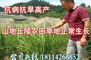 糯稻究竟是裸子植物吗？（揭开糯稻真正的身份）