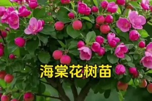 海棠花的养护与培养指南（打造美丽花园的秘密武器）