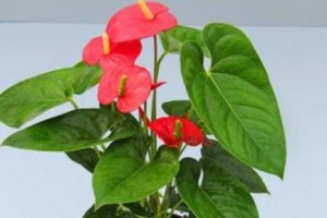 红掌不开花的原因（揭开红掌不开花的谜团）