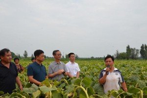 油葵种植指南（掌握油葵播种时间，轻松打造丰收田园）