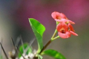 大叶虎刺梅不开花的原因（如何解决大叶虎刺梅不开花的问题）