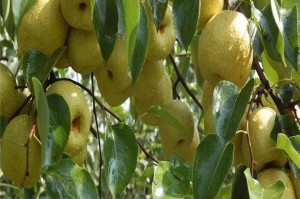梨树花果期详解（一年四季梨树的开花与结果）