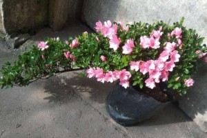 杜鹃花（一年长多少？生长速度到底快不快？）