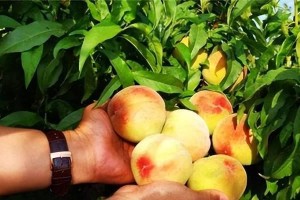 解析“桃子属于果实吗”的真相（探究桃子的真实身份以及果实的分类）