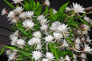 昙花苗的养护指南（如何培育茁壮的昙花苗）