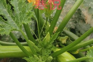 西葫芦种植的最佳时间（选择适宜的季节确保收成丰盈）