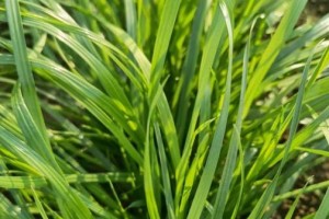 北方黑麦草的播种时间（合适的时机和注意事项）