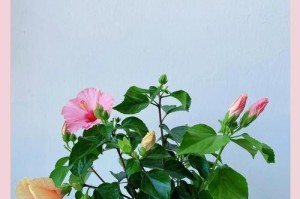 木槿花养殖的修剪技巧（如何正确修剪木槿花以促进健康生长）
