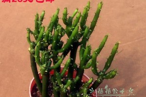 多肉膨珊瑚蔫了怎么办？（抢救濒危多肉，拯救可爱生命！）