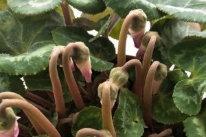仙客来种子的种植方法（从选购到收成，学会这些技巧种出萌萌的仙客来）