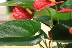 红掌花期多长时间？（揭秘红掌花开放的时间及养护技巧）