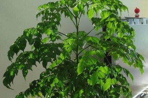 幸福树能否晒太阳？（探究幸福树的光照需求与种植技巧）