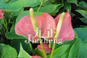 粉掌浇水全攻略！（正确的浇水时间和方法，让你的粉掌健康成长。）