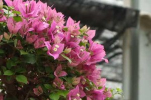 三角梅（美观、易养护、提高办公效率）