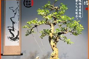 如何提高金豆嫁接成活率？（掌握5个技巧，让你成功嫁接金豆）