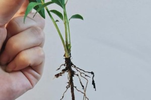 香樟树的种植与护理（在花盆里也能拥有属于自己的香樟树！）