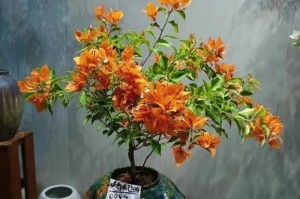 打造迷人造型，让小盆三角梅绽放魅力（以小盆三角梅为素材，创造多样造型，让您的空间更加生动）