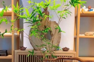 竹子怎么养才能更旺盛？（竹子养护秘籍揭秘，让你的竹子茁壮成长！）