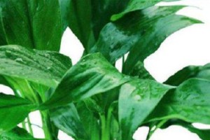 白鹤芋为什么不开花？（寻找造成白鹤芋不开花的因素）