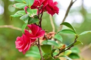 茶花喜水之秘——揭开茶花对水的渴望（探究茶花的生长环境及对水的依赖）