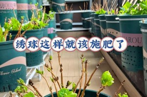绣球花能否晒太阳？（探究绣球花的光照需求及养护技巧。）