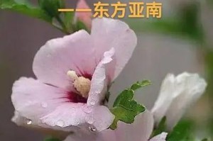 木槿花换盆时间的最佳选择（打造健康繁茂的木槿花，你需要知道的换盆技巧）