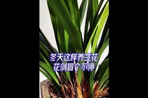 冬日绽放的兰花之养护秘籍（如何正确地养护冬季开花的兰花）