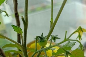 番茄开花结果的时间及管理（了解番茄的生长习性，科学种植丰收更多！）