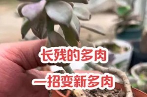 多肉头长斜了怎么办？（解决多肉头斜长的方法和技巧）