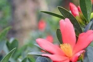 茶花种植技巧——选择适合的土壤（如何为茶花选购合适的土壤）