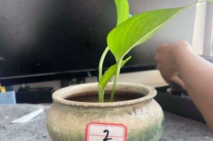 绿萝的土培到水培之路（从土培转变到水培的简易步骤）