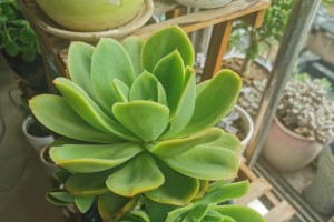 河水可以浇多肉吗？（解析多肉植物对水质的适应性及河水的适用范围）