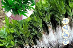 冬天水插竹子的养护技巧（寒冬里，如何正确地水插竹子来养护？）