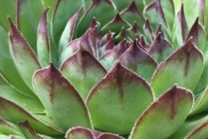 观音莲养护全攻略（打造繁花盛开的观音莲，从这里开始）
